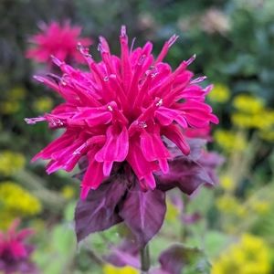 🌟MAKE ME OFFER🌟